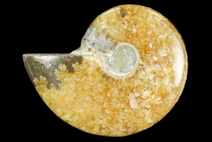 Polished, Agatized Ammonite (Cleoniceras) - Madagascar #119316